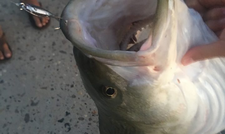 striped bass, rockfish, indian river inlet, shad spoon, casting for striped bass, resident striped bass